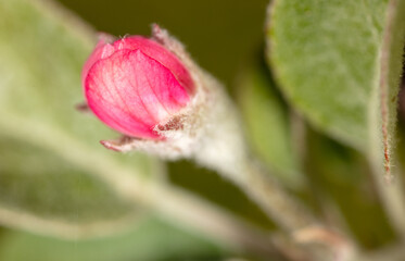 Obraz premium Flowers on an apple fruit tree in spring. Close-up