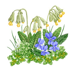watercolor drawing spring flowers, wood sorrel , cowslips and violets, floral composition at white background , hand drawn botanical illustration