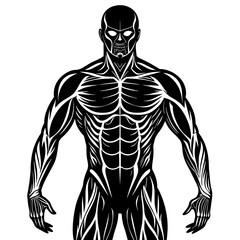 Human Muscles Isolated on White Background High-Quality Images for Anatomy Reference