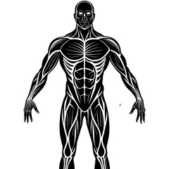 Human Muscles Isolated on White Background High-Quality Images for Anatomy Reference