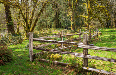 The Historic Kestner Homestead farm in the Quinault Rain Forest area of Olympic National Park, Washington State