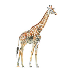 Fototapeta premium キリンのイラスト