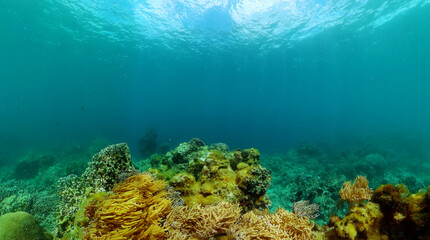 Tropical fish and beautiful coral reef, underwater seascape. Marine life with fishes.
