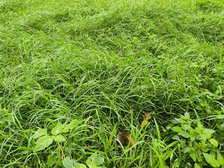 green grass background refreshing the air