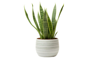 Potted Plant With Green Leaves Against White Background. On a White or Clear Surface PNG Transparent Background.