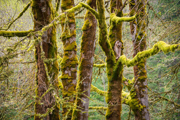 Forest View Along the Madison Falls Trail in Olympic National Park, Washington State