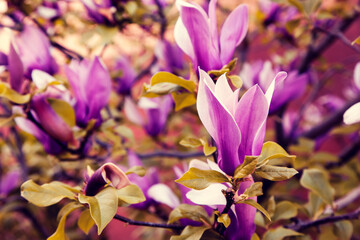 Gorgeous lush Magnolia soulangeana Alexandrina (saucer magnolia) flowers close up. - 780358107