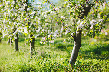 A blooming apple orchard on a magical sunny day. - 780358389