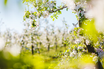 White flowers of a blooming apple tree on a sunny day close-up. - 780358581