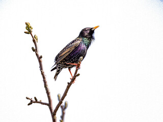 Songbird starling sitting on a branch, isolated on transparent background.