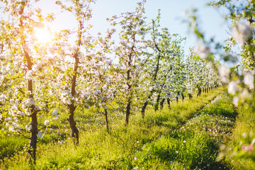 A blooming apple orchard on a magical sunny day. - 780358588