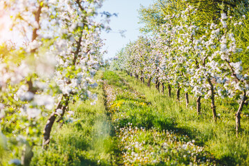 A blooming apple orchard on a magical sunny day. - 780358954