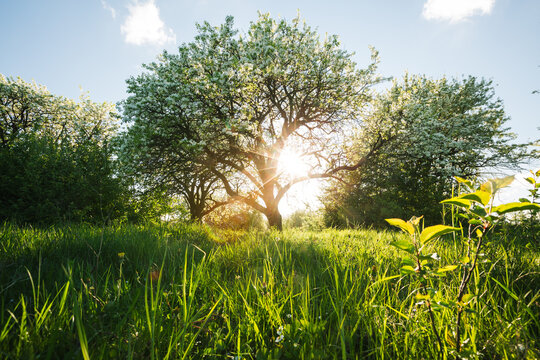 Gorgeous garden with lush flowering trees and green lawn on a sunny day.