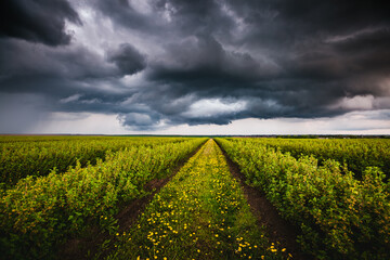 Mysterious and dark ominous clouds before a hurricane over a black currant bushes. - 780359341