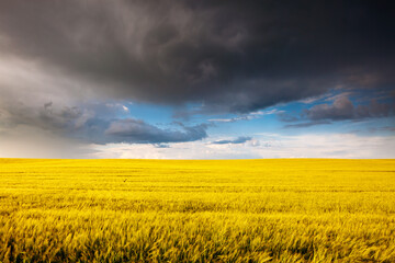 Dark clouds in front of a hurricane over farmland. - 780359387