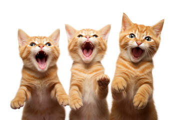 Orange cats show a playful, cheerful mood, conveying cuteness. ,Isolated on a transparent background.