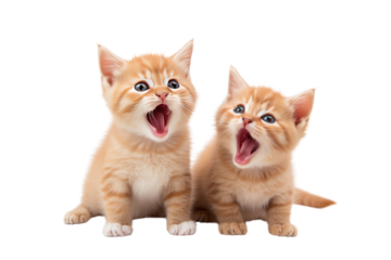 A playful, cheerful mood is depicted by orange cats, which convey a sense of cuteness. ,Isolated on a transparent background.