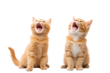 A playful, cheerful mood is depicted by orange cats, which convey a sense of cuteness. ,Isolated on a transparent background.