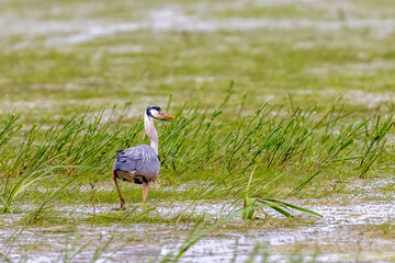 Grey heron in a wet meadow