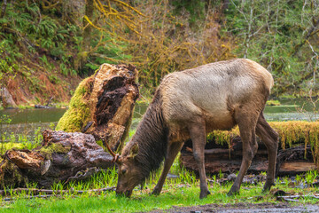 A Moose Eating Grass in the Hoh Rainforest in Olympic National Park