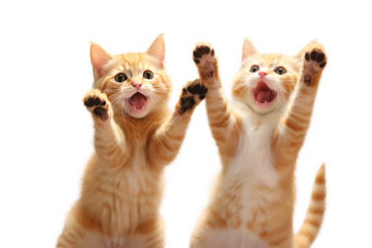 Orange cats show a playful, cheerful mood, conveying cuteness. ,Isolated on a transparent background.