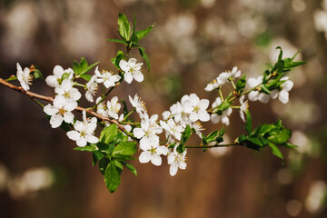 White flower flakes. Blooming tree. Prunus Spinosa. Closeup macro with shallow depth of field. Spring bloom. Floral background. Tree branch isolated. Springtime outdoor. - obrazy, fototapety, plakaty