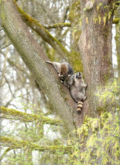 two wild raccoons climbing a tree in the forest, zoo animals
