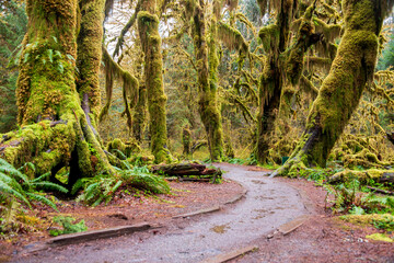 Hoh Rainforest Loop Trail in Olympic National Park at Olympic National Park, Washington State