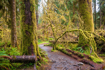 Hoh Rainforest Loop Trail in Olympic National Park at Olympic National Park, Washington State