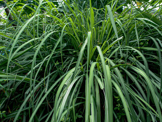 a picture of citronella plant cymbopogon citratus serai