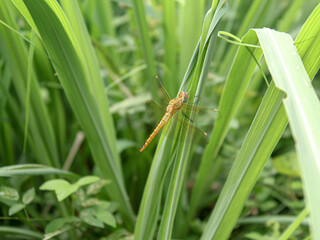 dragonfly on a leaf