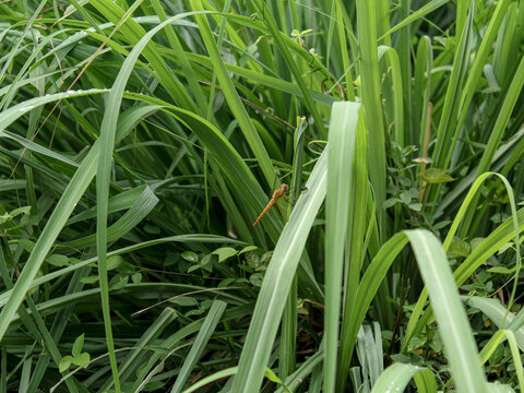a picture of citronella plant cymbopogon citratus serai