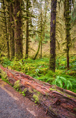 Fototapeta premium Hoh Rainforest Loop Trail in Olympic National Park at Olympic National Park, Washington State