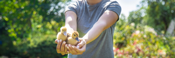 a female farmer holds ducklings in her hands.