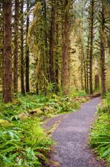 Obraz premium Hoh Rainforest Loop Trail in Olympic National Park at Olympic National Park, Washington State