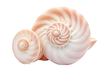 Close Up of Shell on White Background. On a White or Clear Surface PNG Transparent Background.