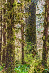 Hoh Rainforest Loop Trail in Olympic National Park at Olympic National Park, Washington State