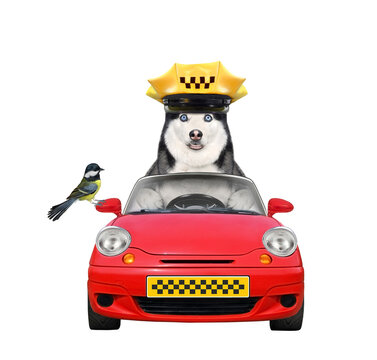Dog husky is taxi driver