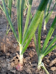 onions in a garden