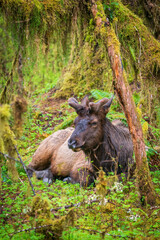 A Moose in the Hoh Rainforest in Olympic National Park