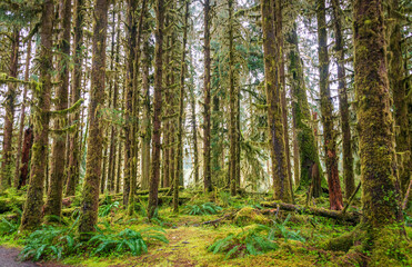 Winding Trail in the Hoh Rainforest in Olympic National Park, Washington State