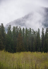 Hazy Morning Fog Along a Treeline at the Hoh Rainforest in Olympic National Park