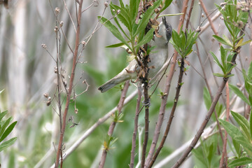 Whitethroat bird perched on a thistle branch. Plain green background. 