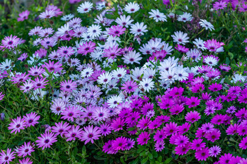 Obraz premium Marguerites d'Afrique