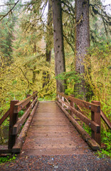 Boardwalk Bridge at Hoh Rainforest in Olympic National Park