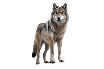  furry gray wolf Standing on a mountain, looking into the distance, Isolated on white background