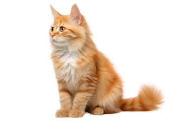 Beautiful white cat sitting isolated on white background, Maine Coon kitten with fluffy fur, cute and adorable portrait