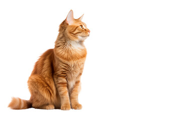 Obraz premium Beautiful white cat sitting isolated on white background, Maine Coon kitten with fluffy fur, cute and adorable portrait