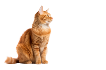 Beautiful white cat sitting isolated on white background, Maine Coon kitten with fluffy fur, cute and adorable portrait