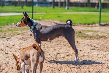 Basenji playing at city park. Dog is best human friend. Pet lifestyle